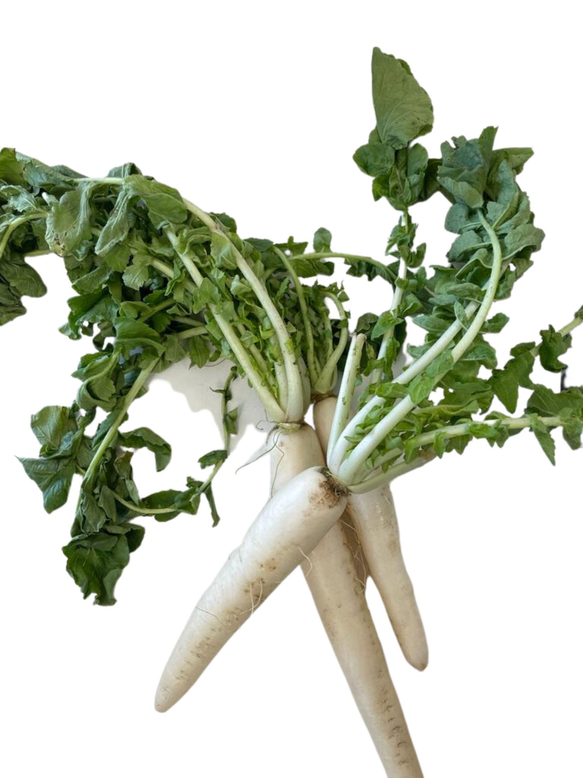 Muzi Radish